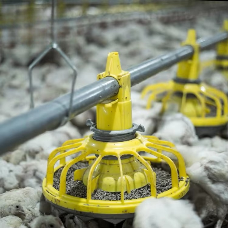 Agriculture Farming Equipments - Продается сельскохозяйственное оборудование для курицы и